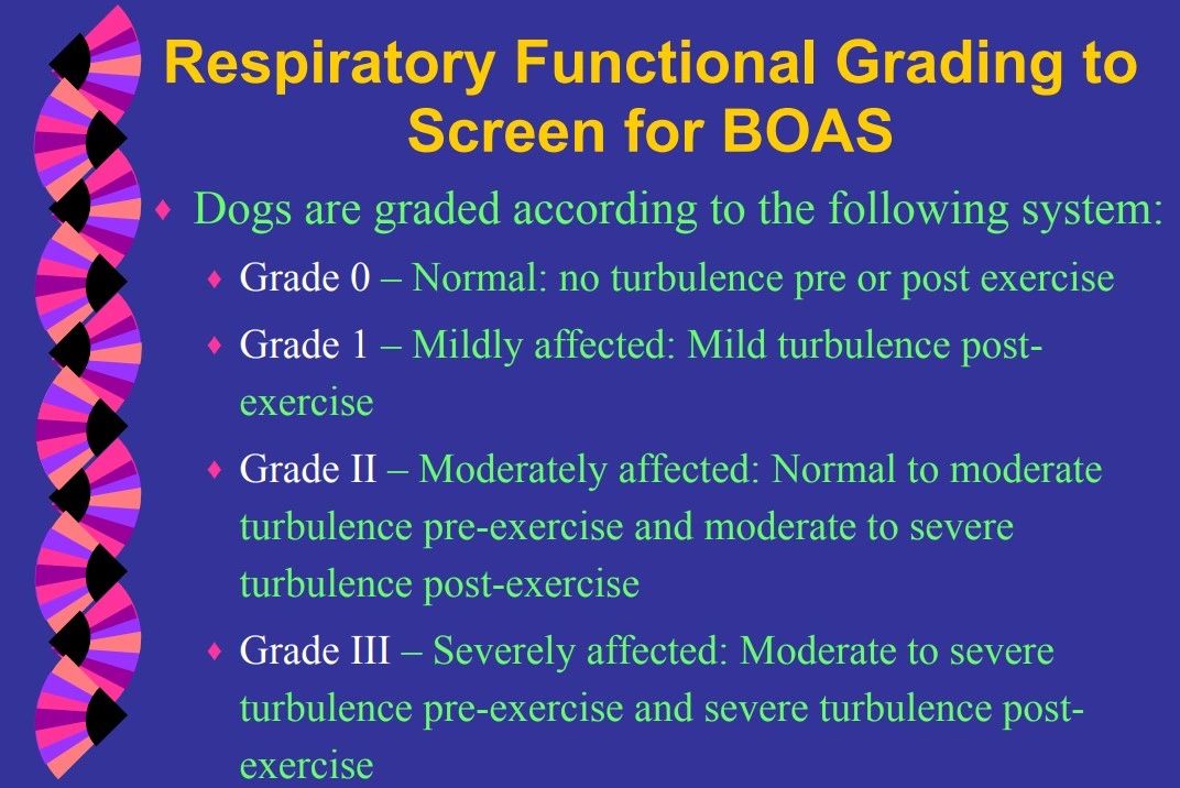 ofa-rfg-boas-testing-for-french-bulldogs